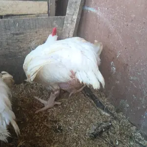 Christmas and New year Chicken