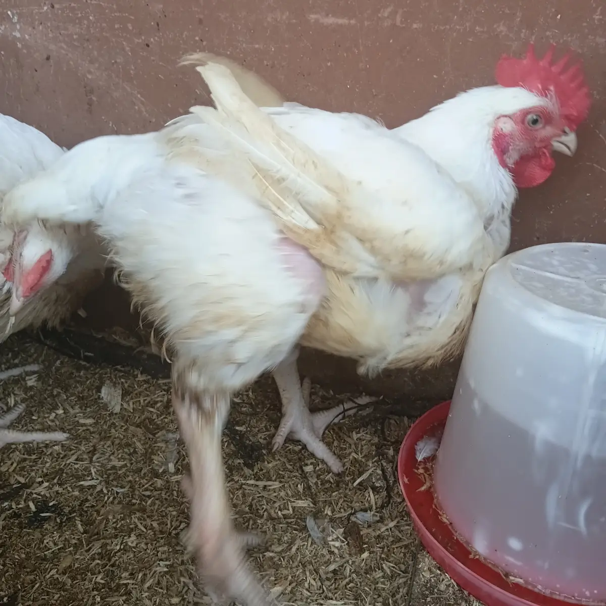 Christmas and New year Chicken - Image 2