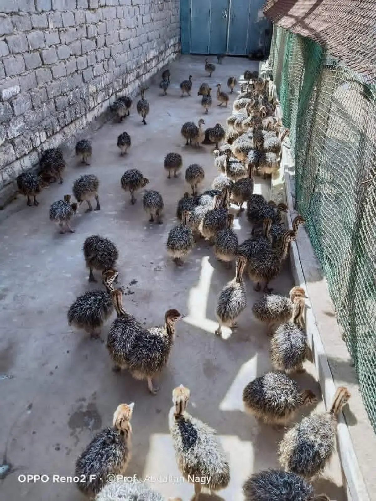 Ostrich bird - Image 1