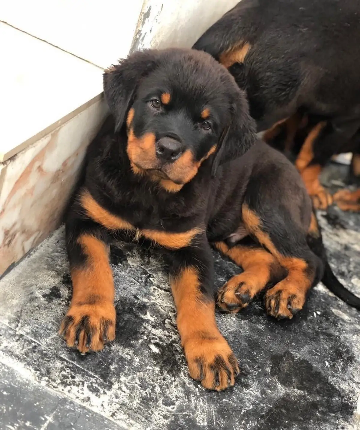 Rottweiler puppy - Image 1