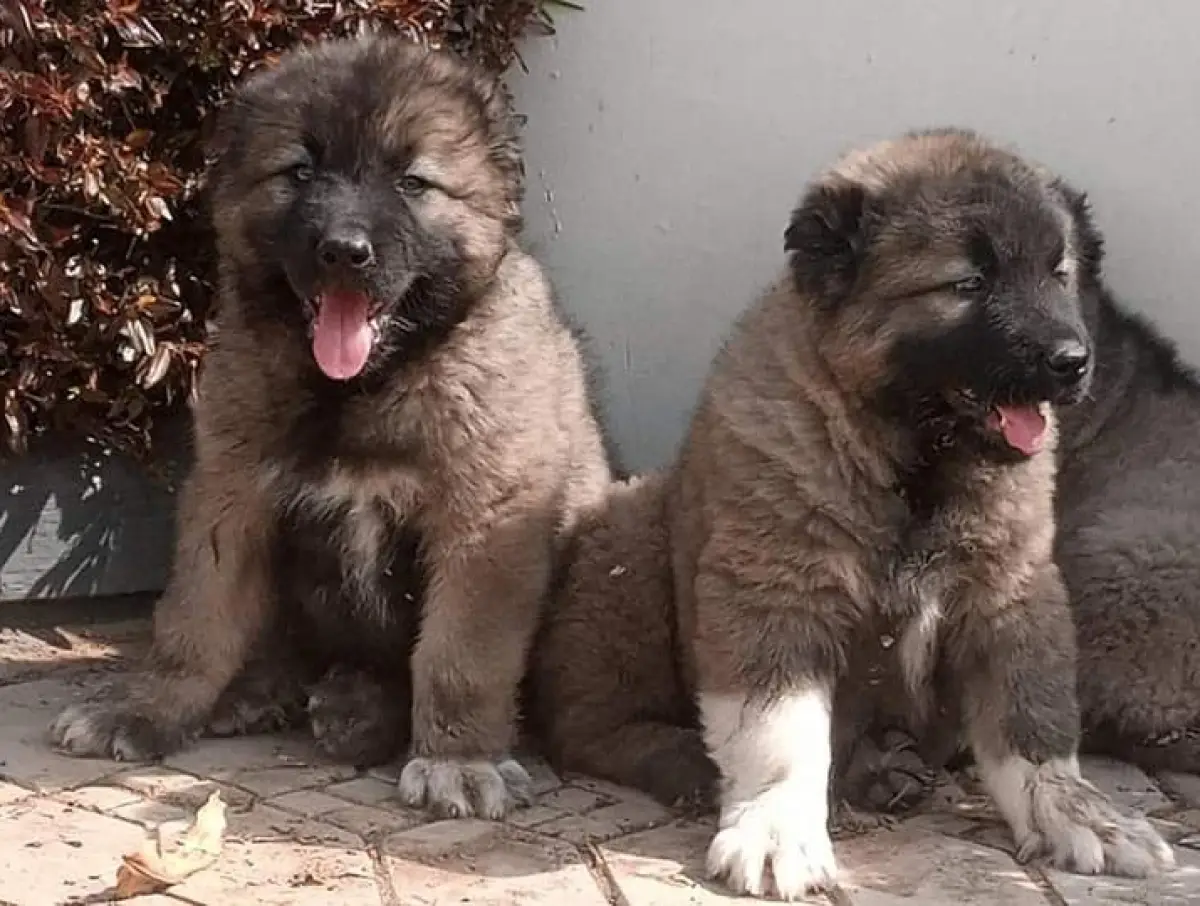 Caucasian puppies - Image 1