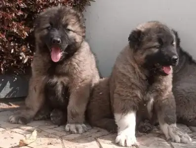 Caucasian puppies
