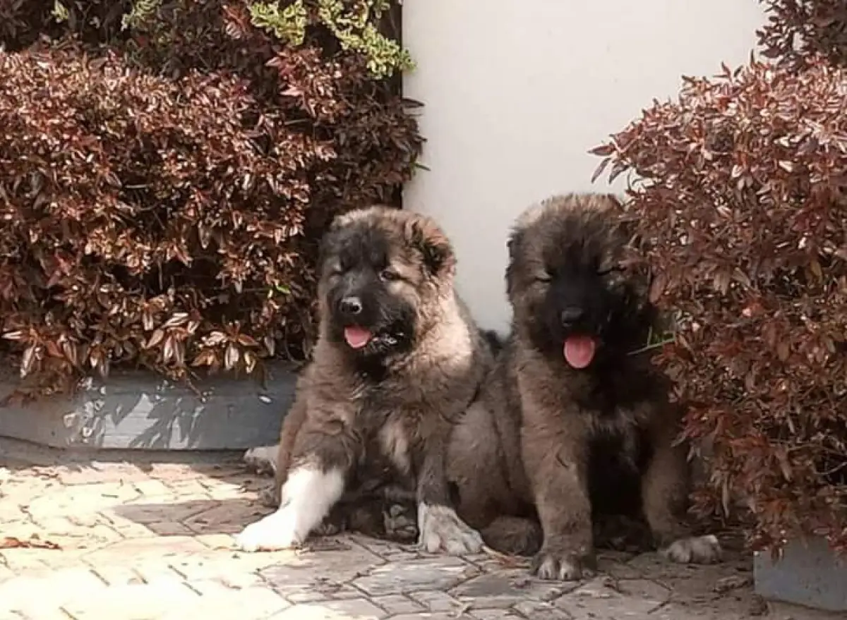 Caucasian puppies - Image 2