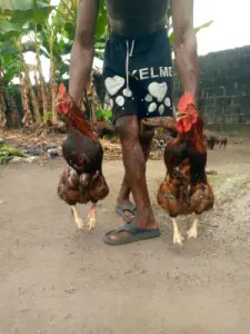 Noiler and broiler fowl