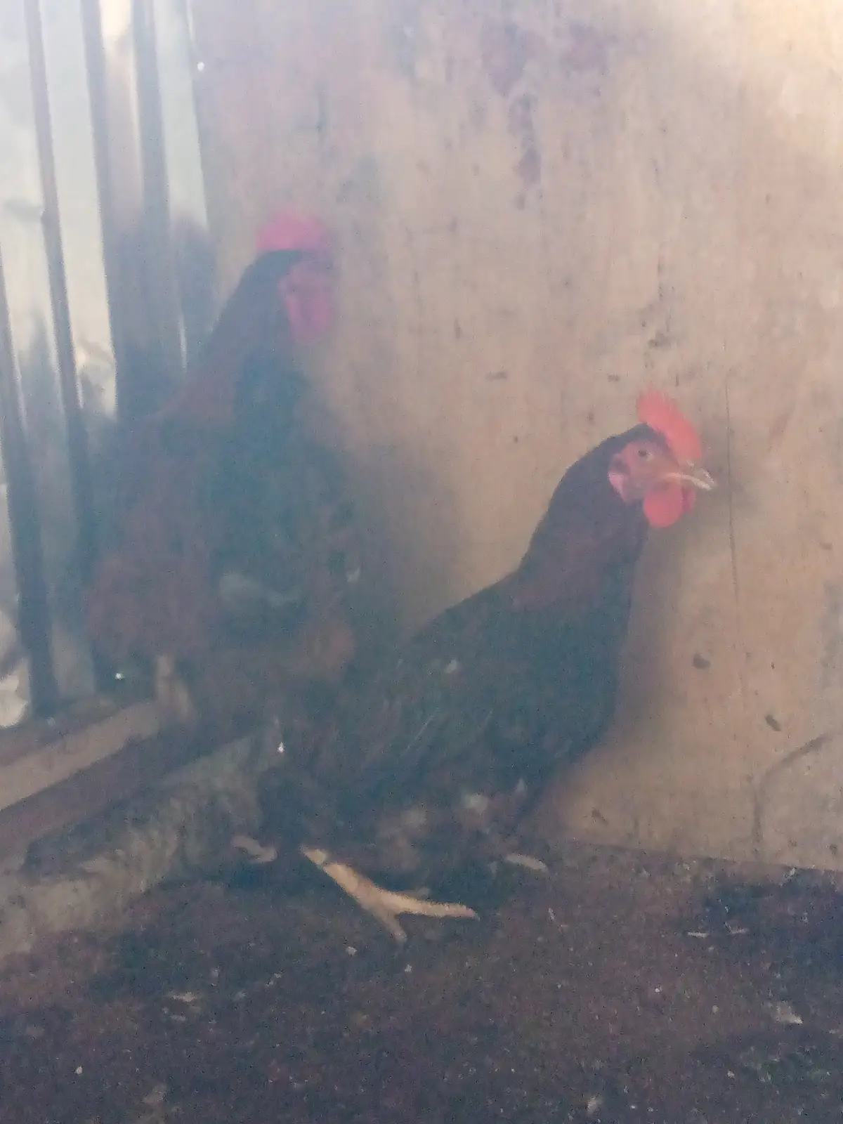 Noiler and broiler fowl - Image 2