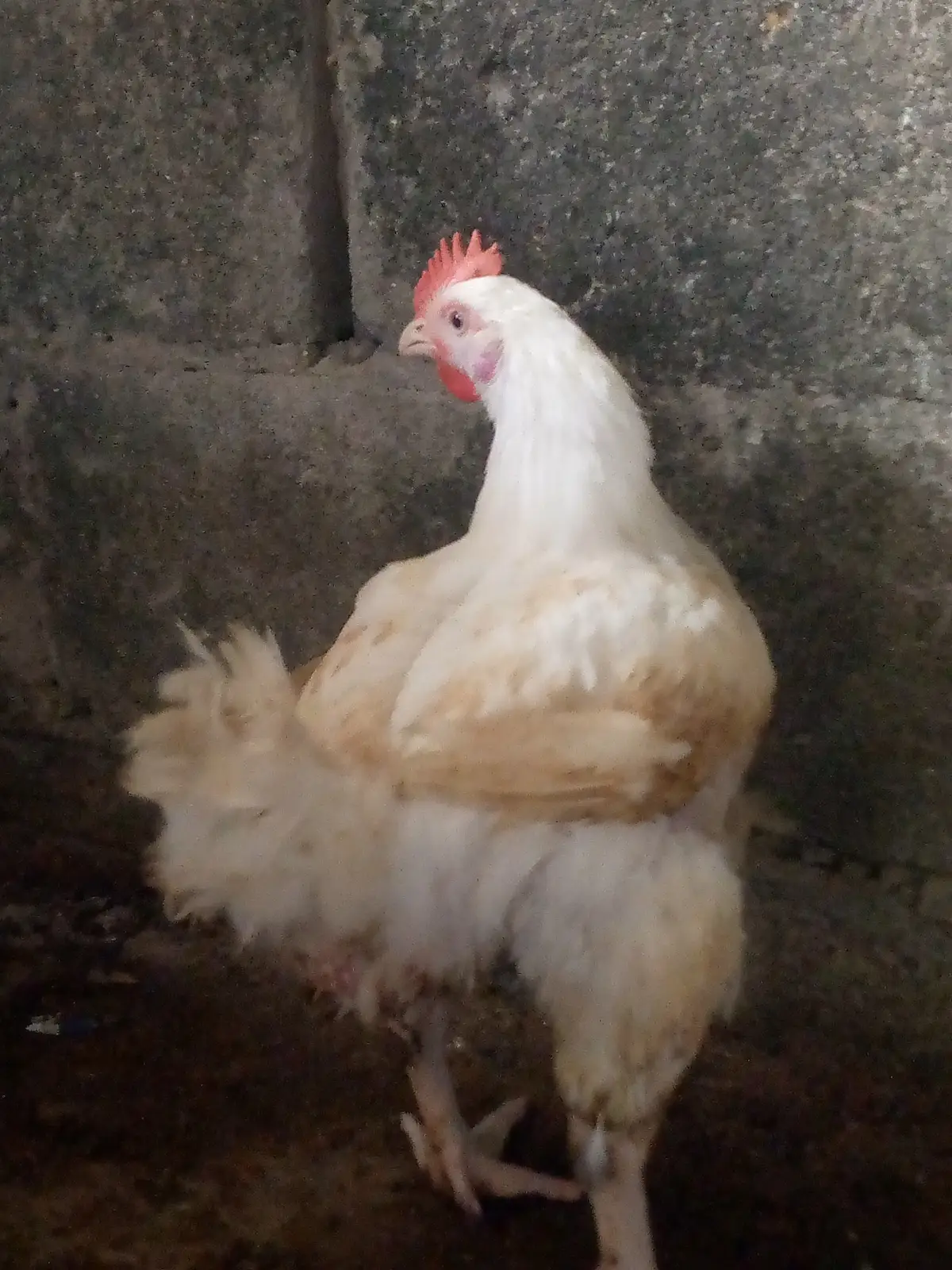 Noiler and broiler fowl - Image 4