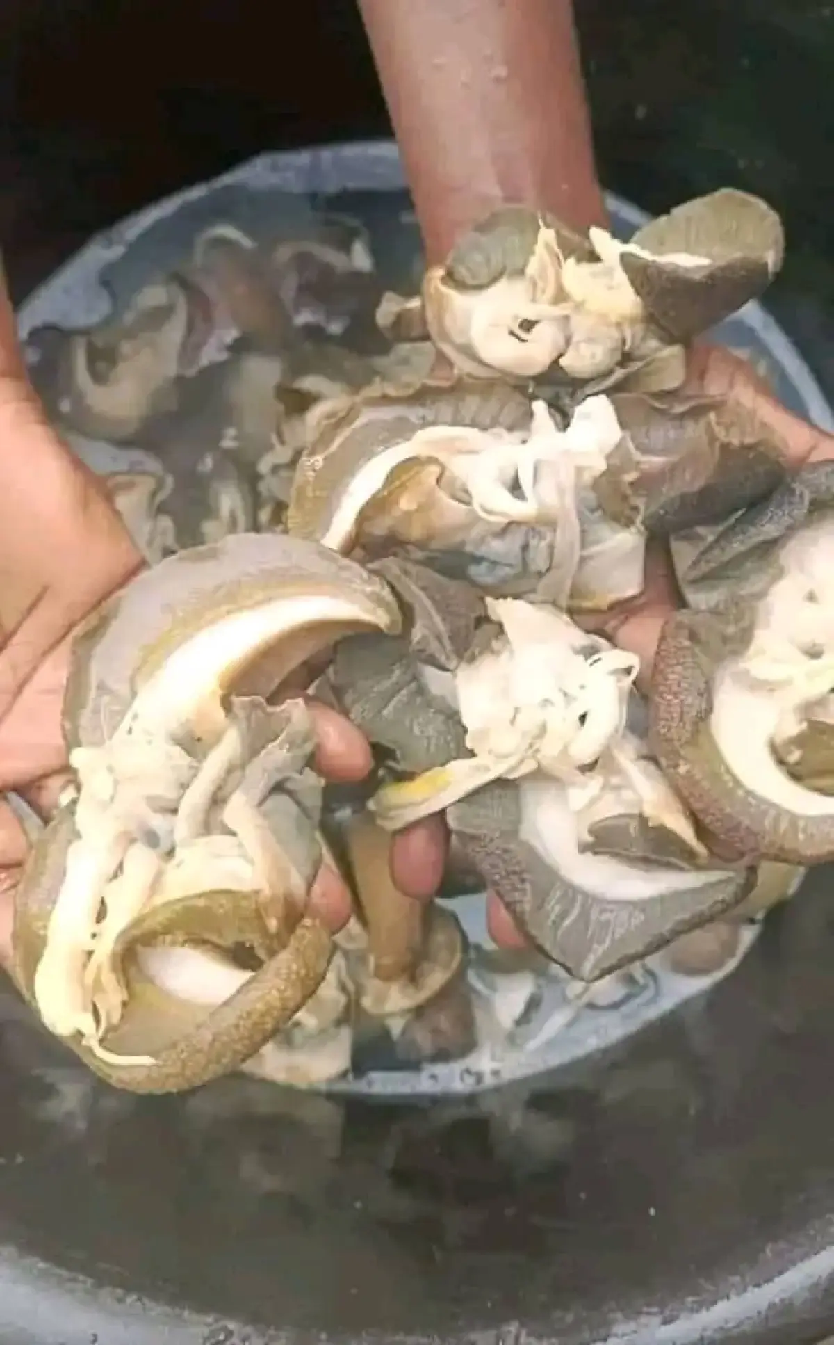 All seafood items - Image 4