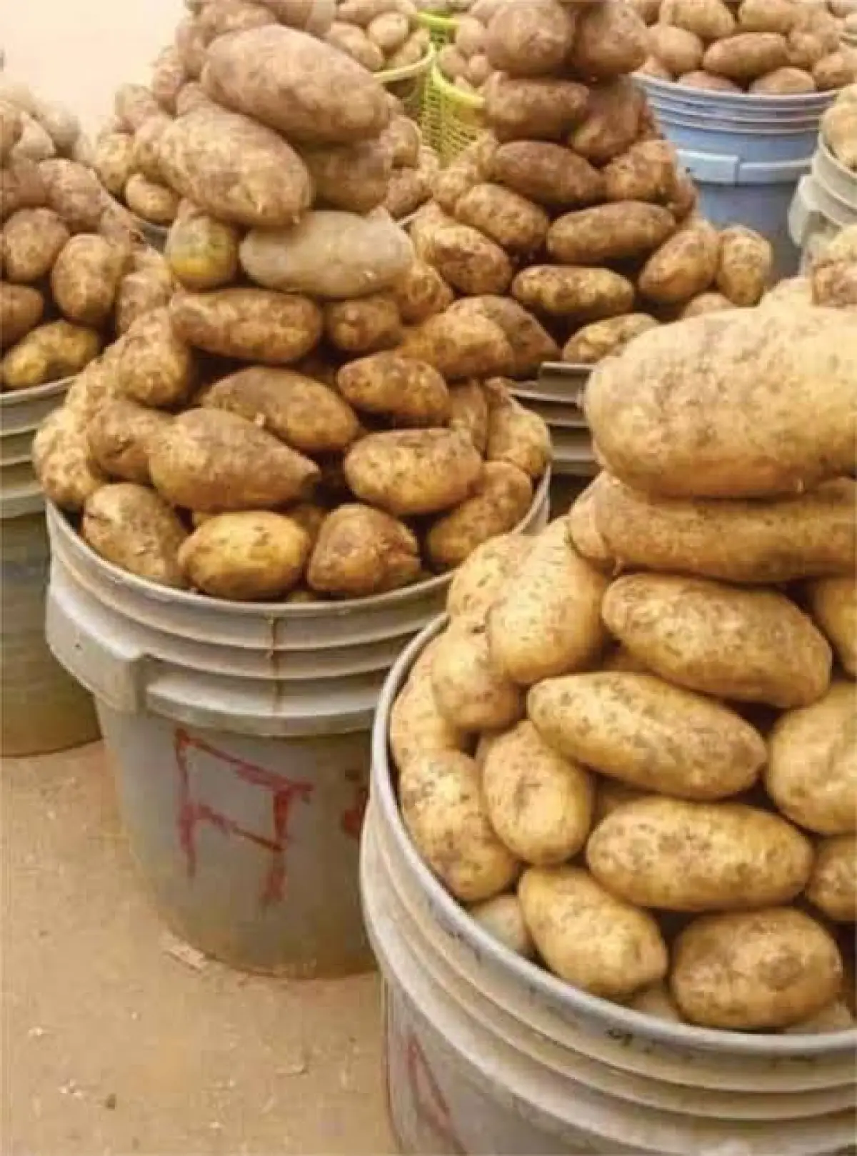 Sweet Irish potatoes bucket - Image 1
