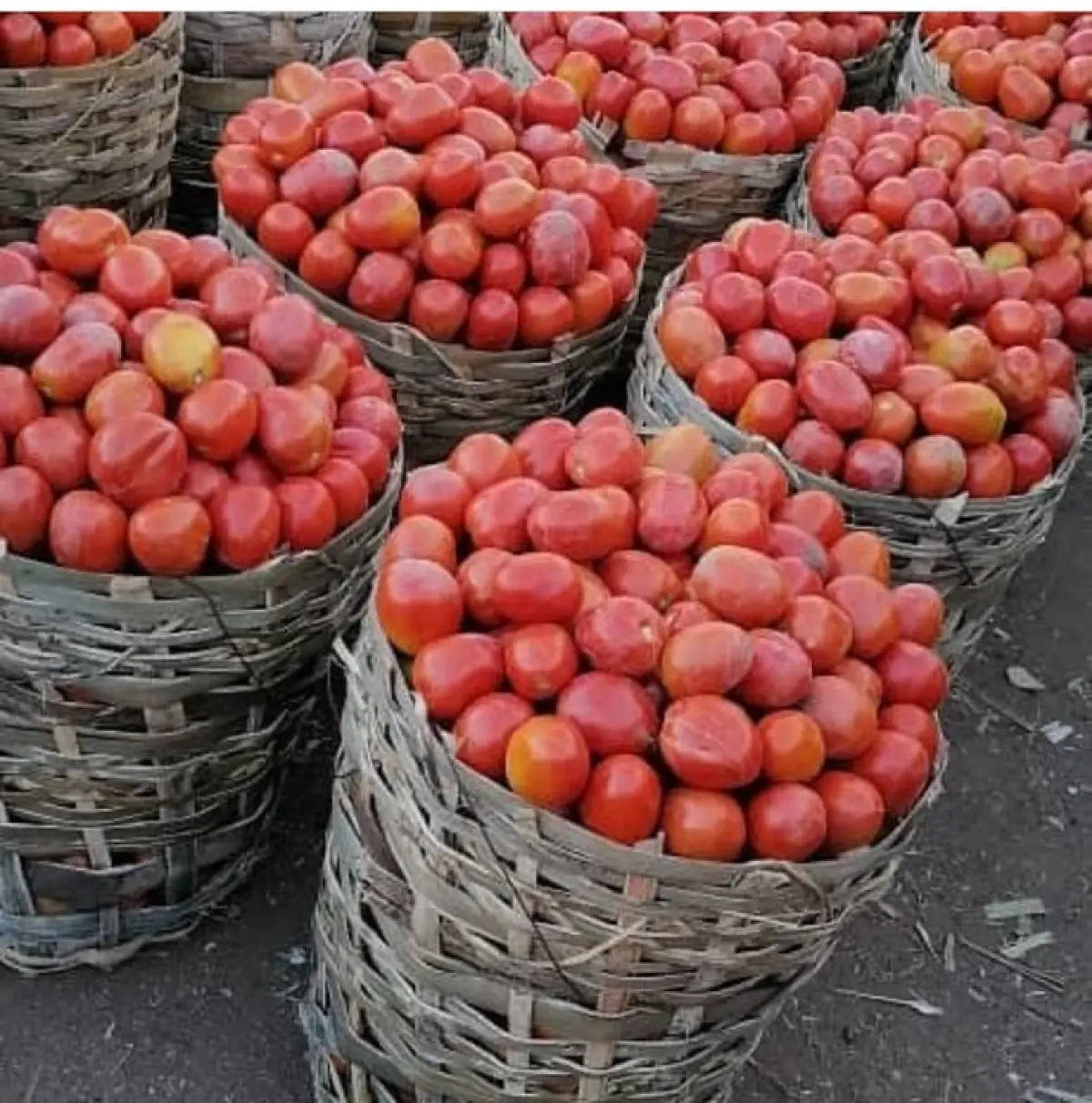 Correct basket of tomatoes - Image 1