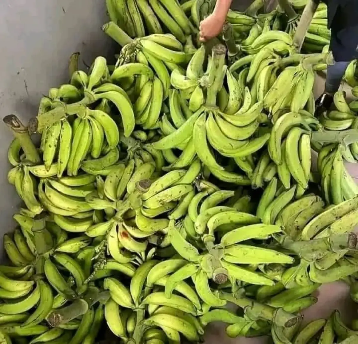 Mature plantain per bunch - Image 1