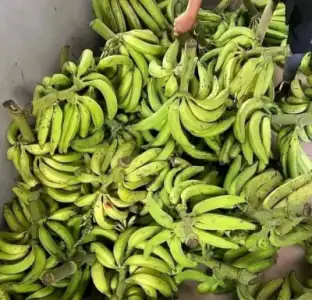 Mature plantain per bunch