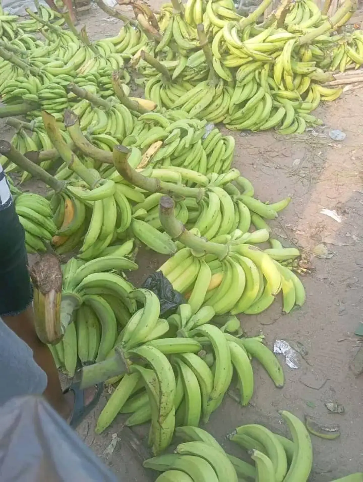 Mature plantain per bunch - Image 2