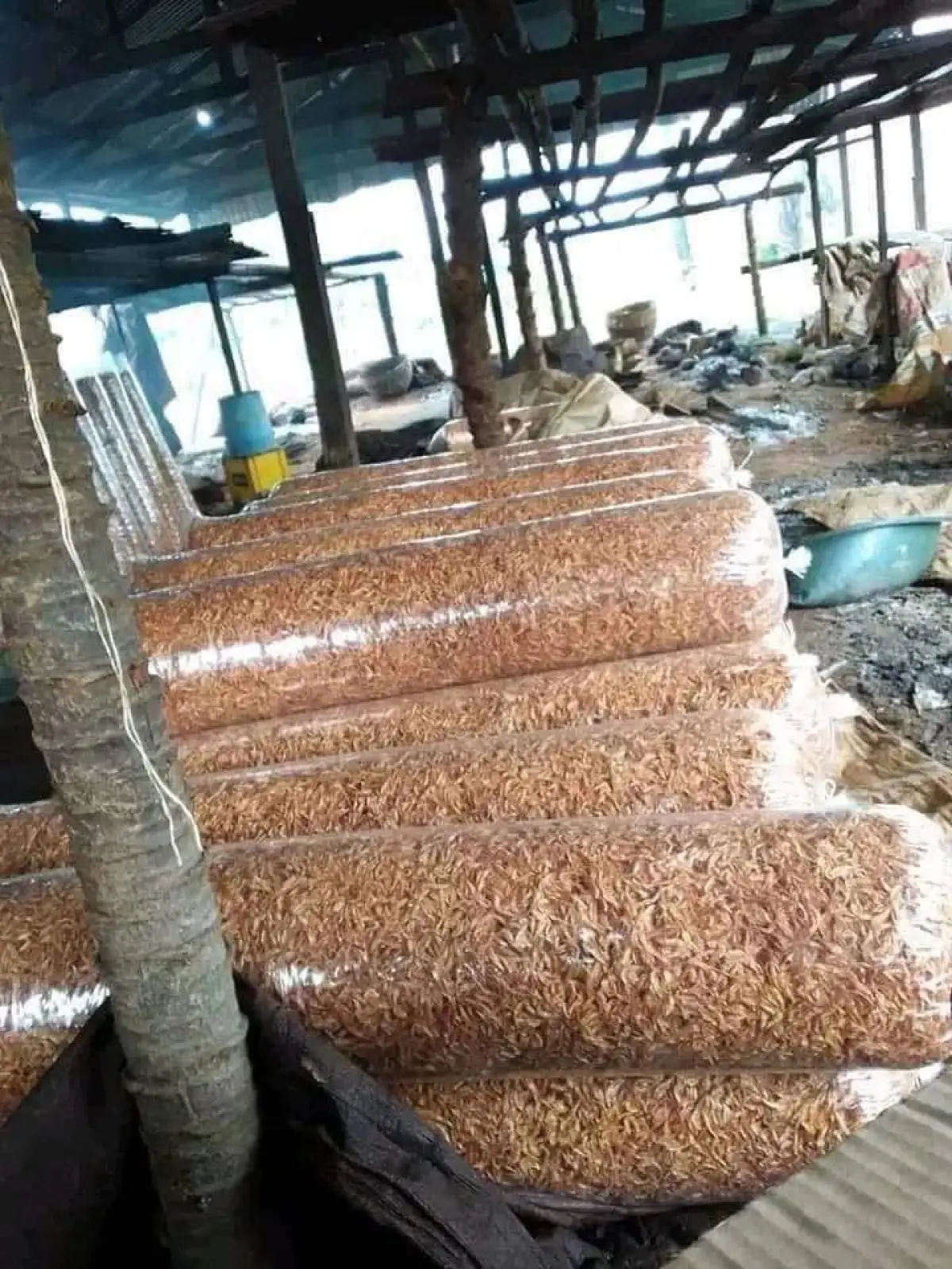 Direct Oron crayfish and seafood - Image 2