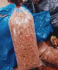 Clean Oron crayfish for sale