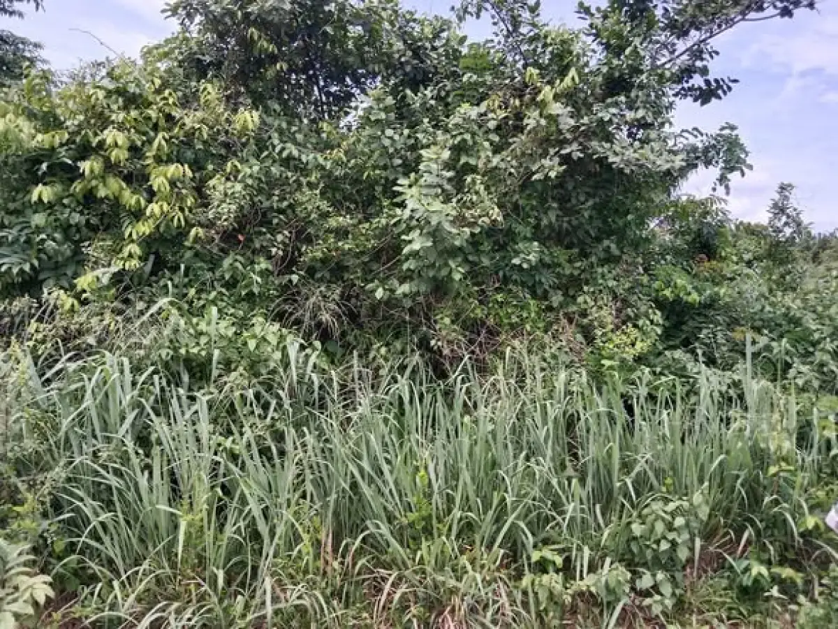 FARM LAND AVAILABLE FOR SALE - OVER 800, 000 ACRES - Image 1