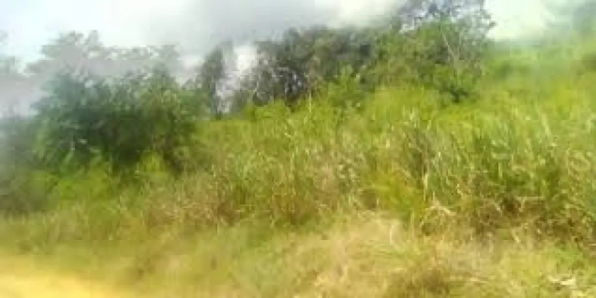 PALM TREES FARM FOR SALE - 100 ACRES - Image 1