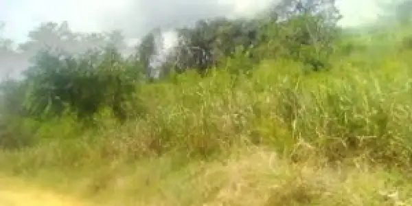 PALM TREES FARM FOR SALE - 100 ACRES