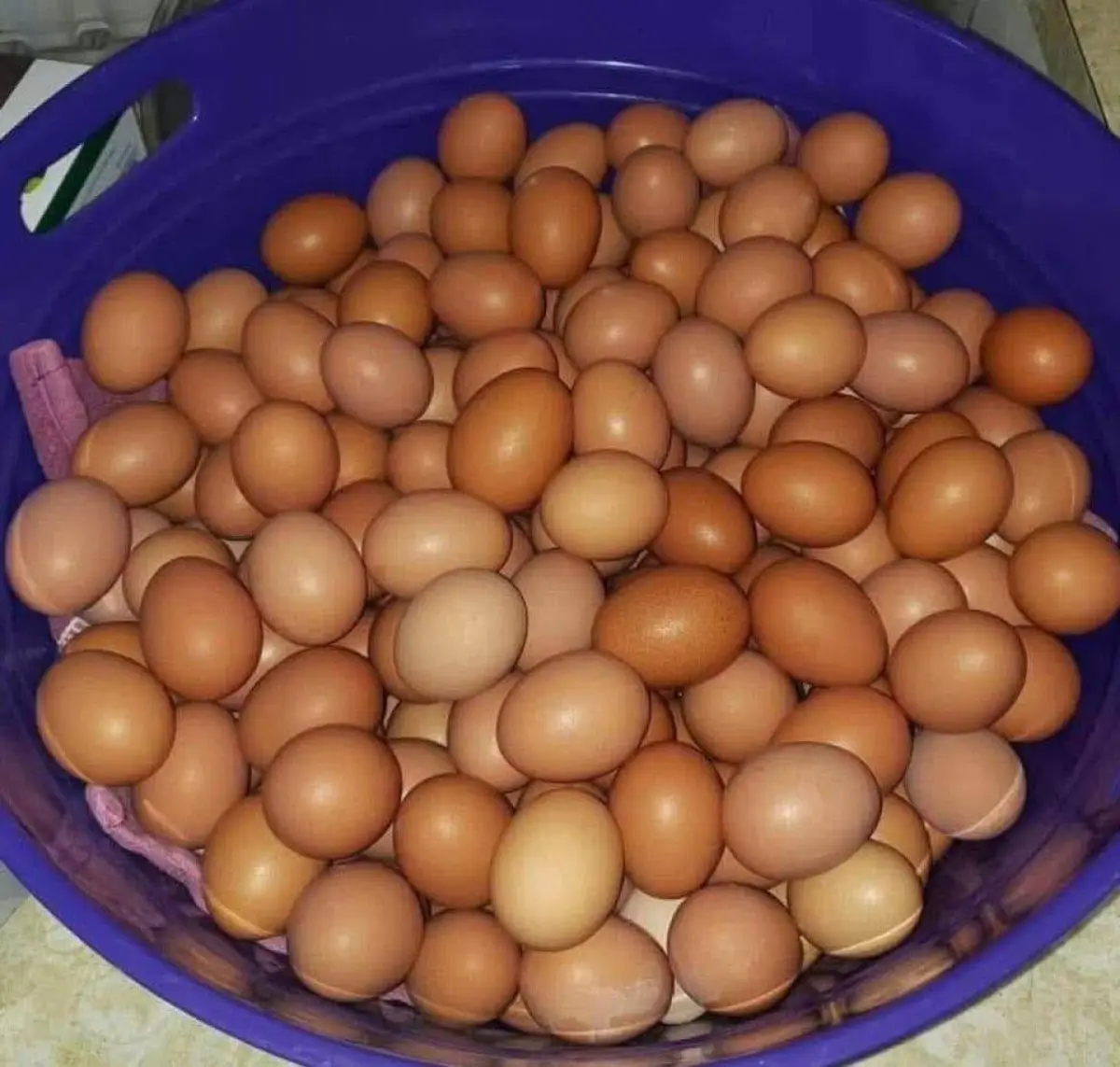 Fresh eggs - Image 2