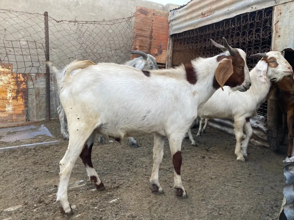 Goats for sale - Image 1