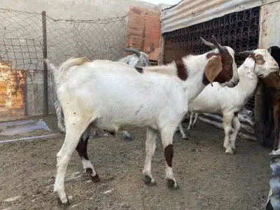 Goats for sale