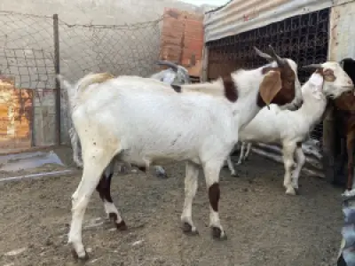 Goats for sale