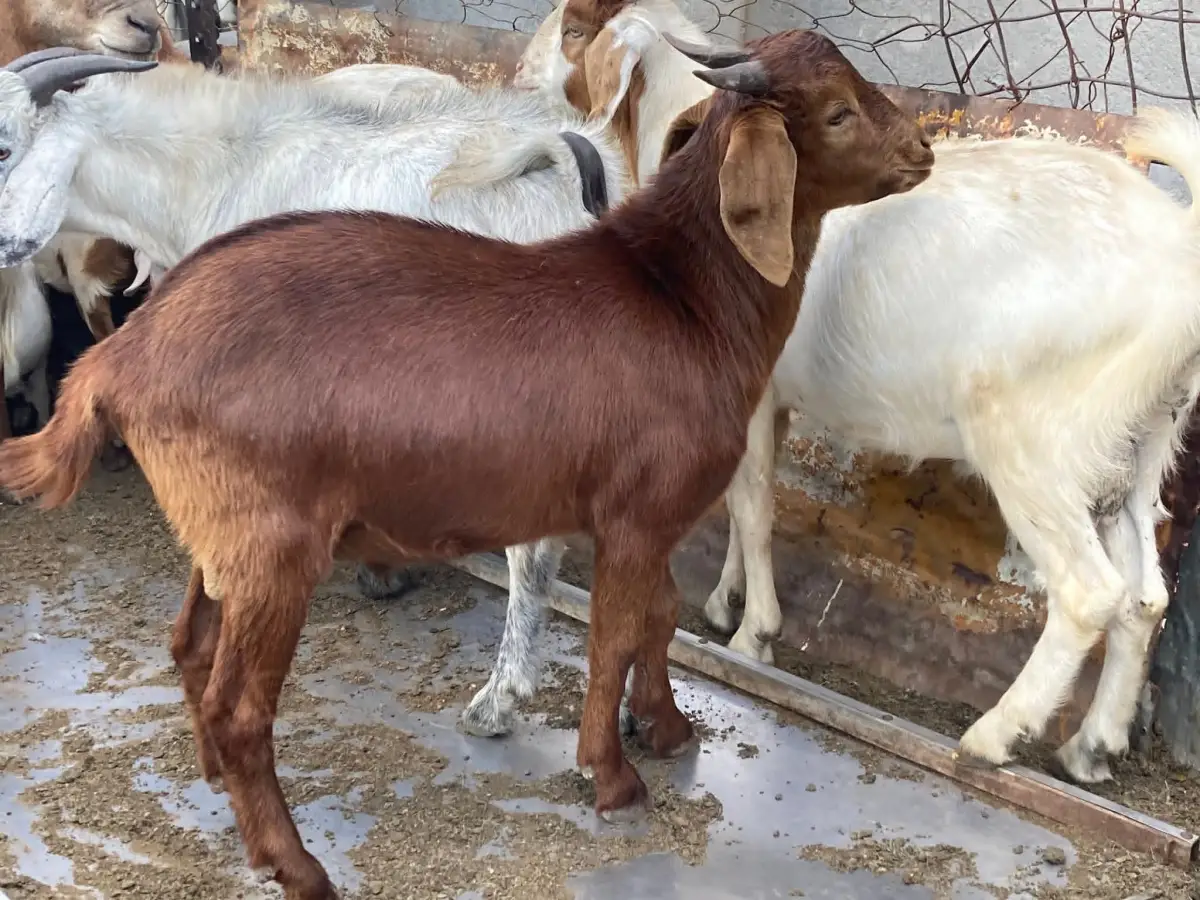 Goats for sale - Image 2