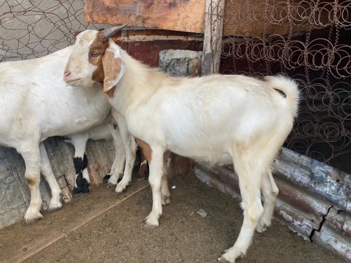 Goats for sale - Image 3