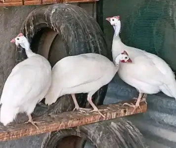 A day old guinea fowl