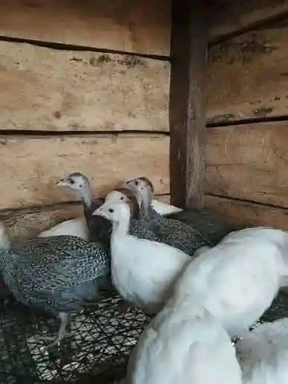 A day old guinea fowl - Image 3