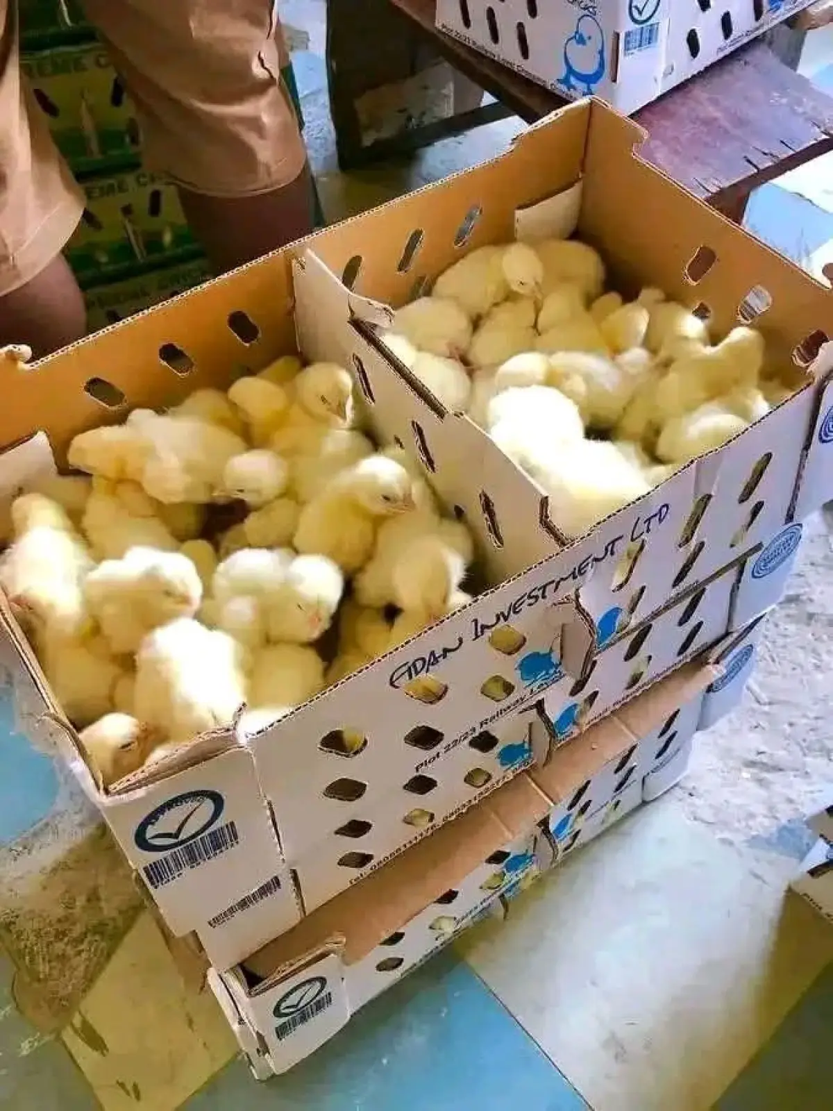 A day old broiler - Image 1