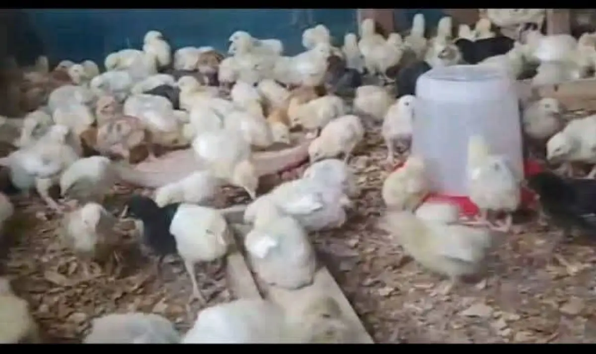 A day old broiler - Image 2