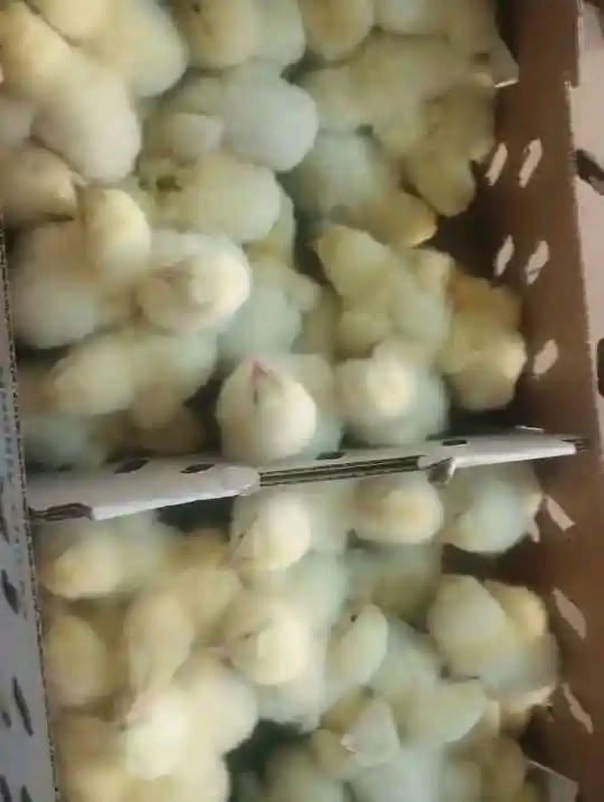 A day old broiler - Image 3