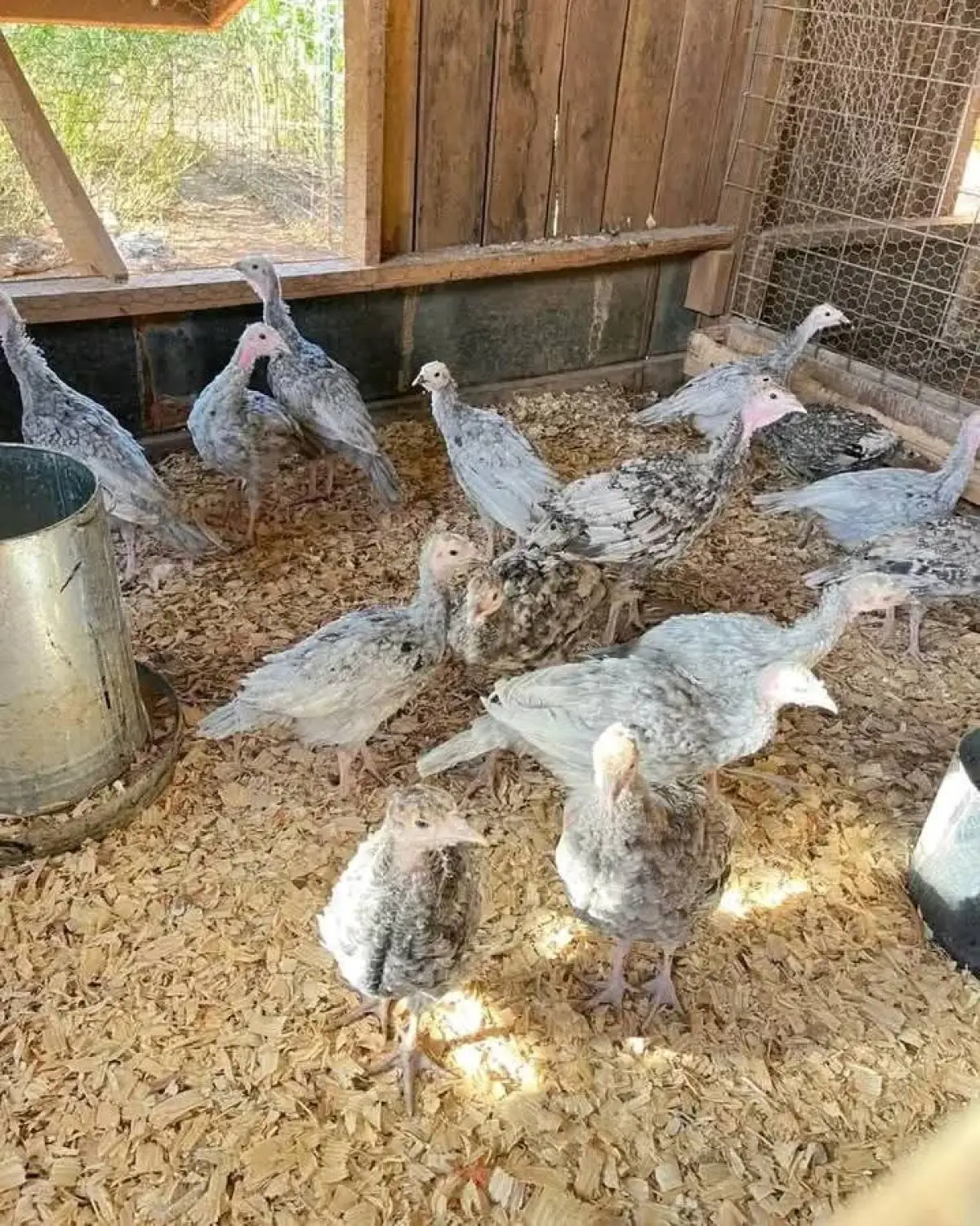 A day old foreign Turkey - Image 1