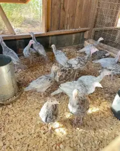 A day old foreign Turkey