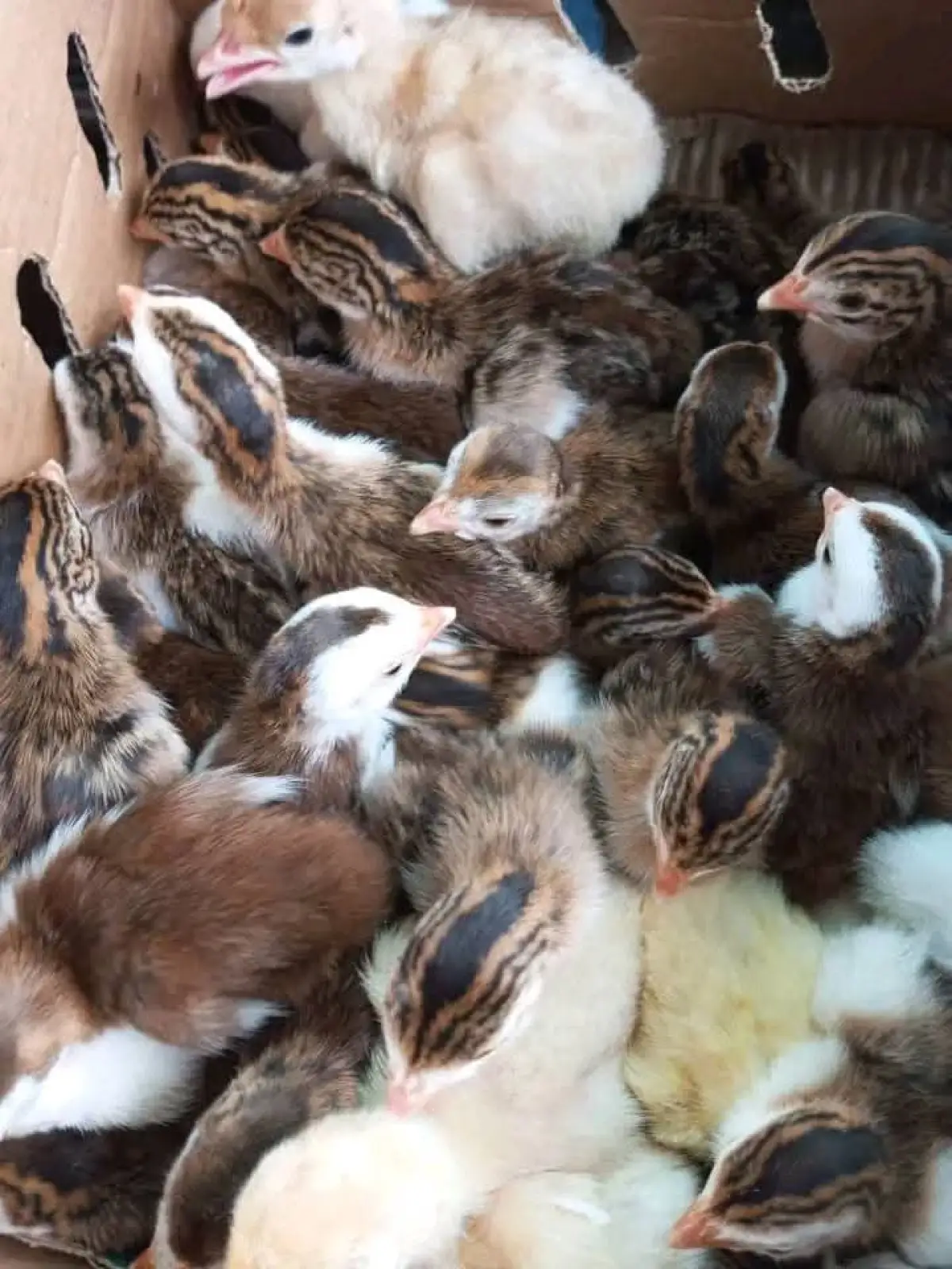 A day old foreign Turkey - Image 2