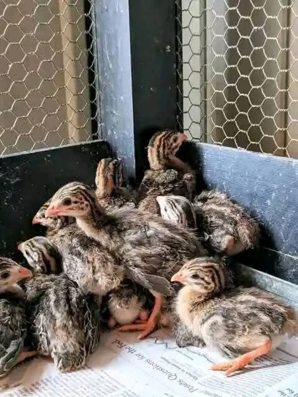 A day old foreign Turkey - Image 3