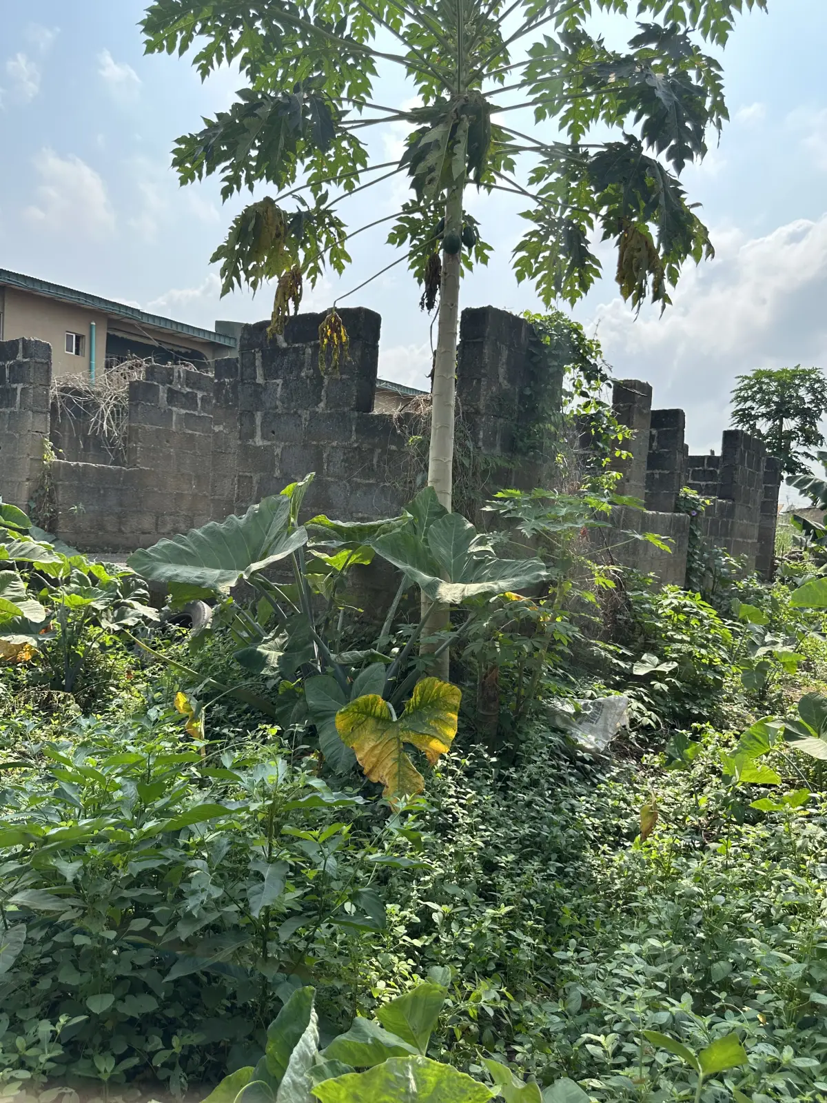 Land in good condition - Image 2