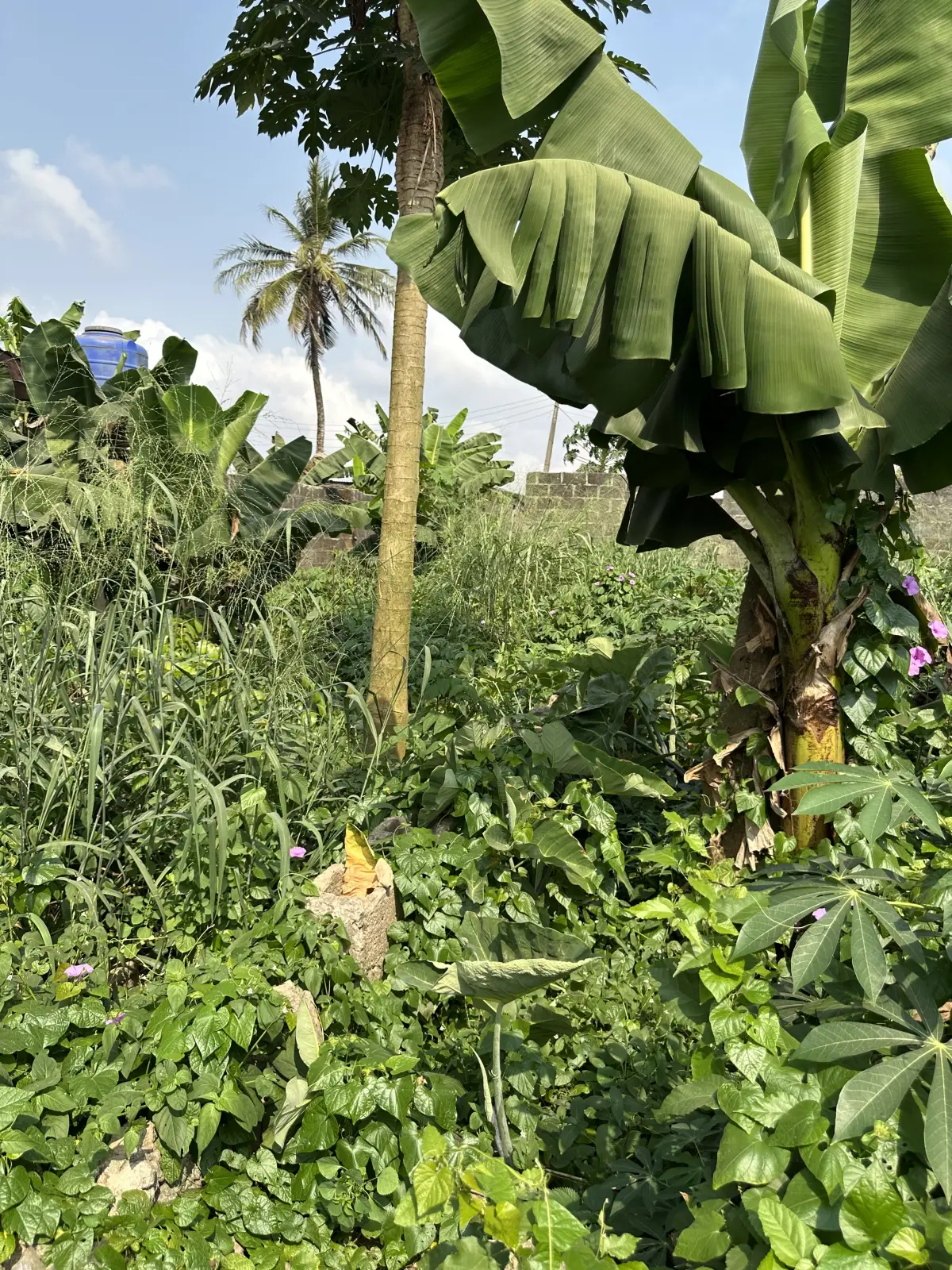 Land in good condition - Image 4