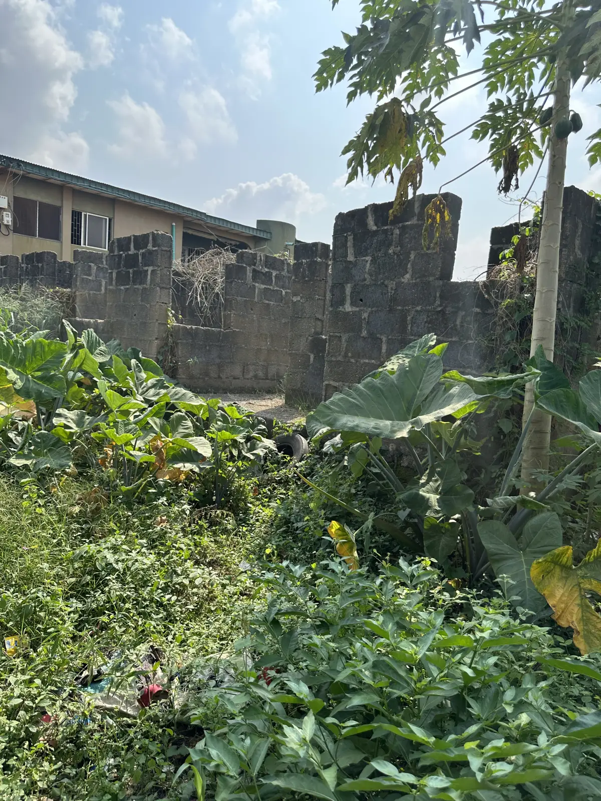 Land in good condition - Image 5