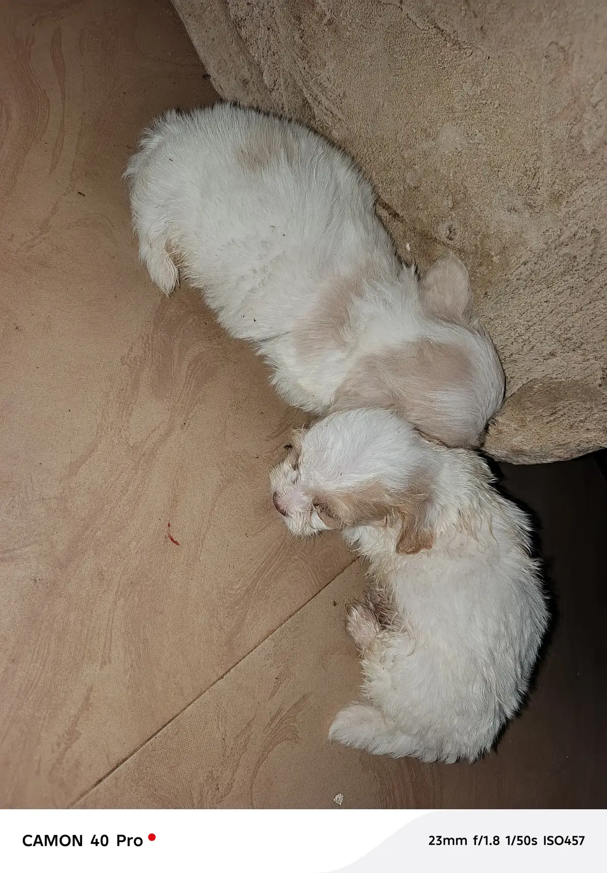 Lhasa Apso puppies - Image 1