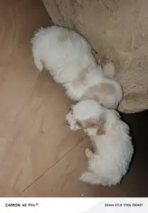Lhasa Apso puppies