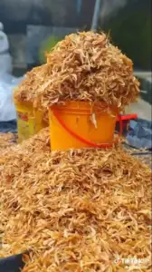 Sweet Crayfish for sale