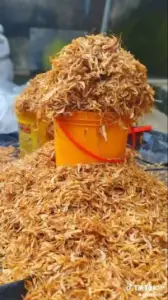 Sweet Crayfish for sale