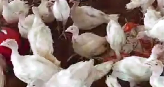 FOREIGN AND LOCAL TURKEY FOR SALE