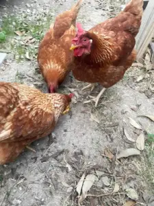 Point of layers chicken for sale