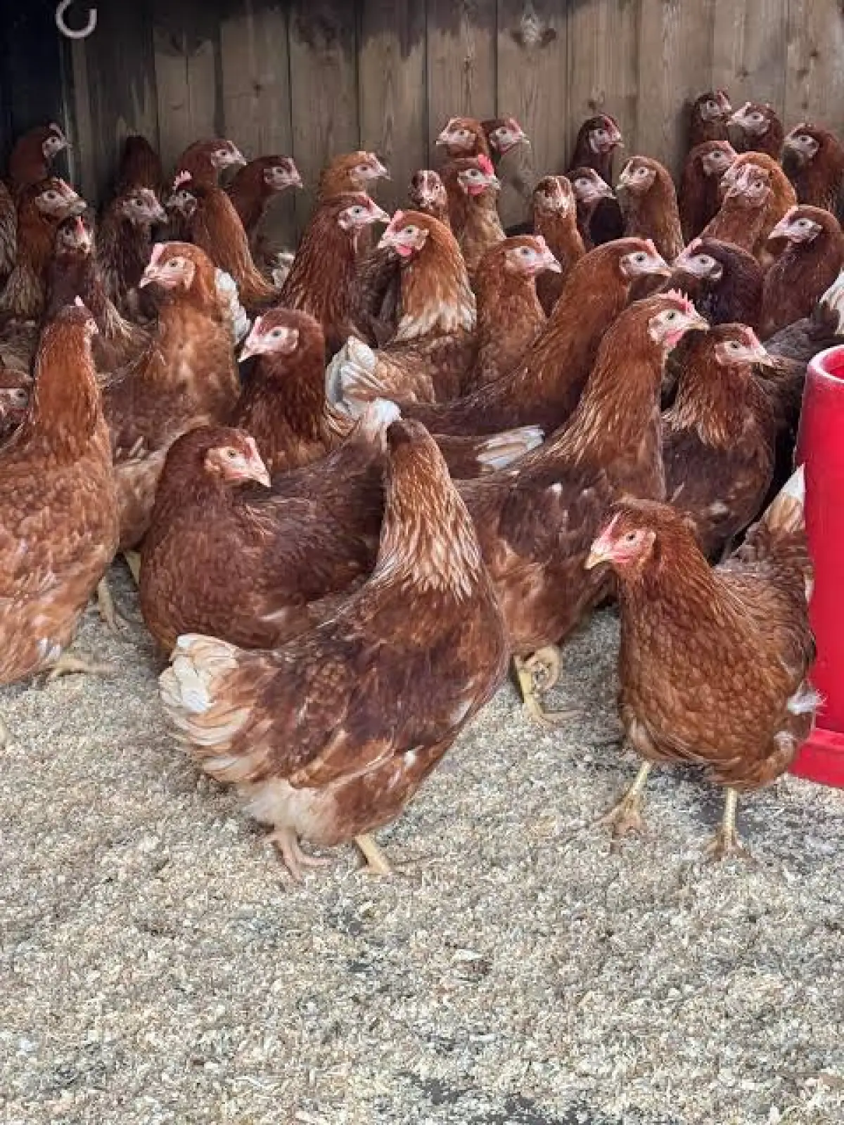 Point of layers chicken for sale - Image 2