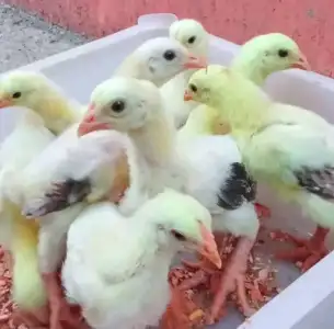 4weeks old foreign dragon chicken for sale