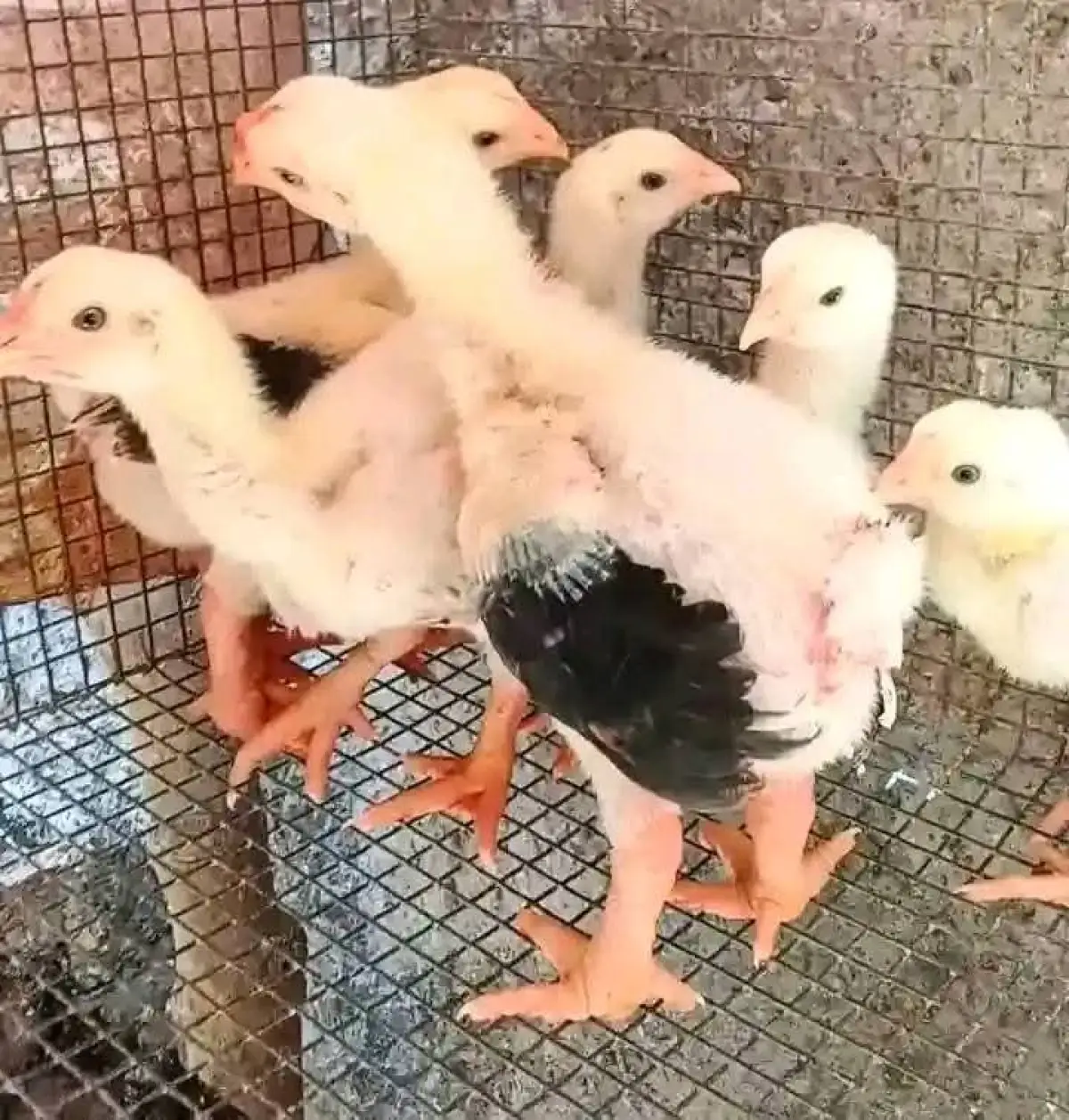 4weeks old foreign dragon chicken for sale - Image 2