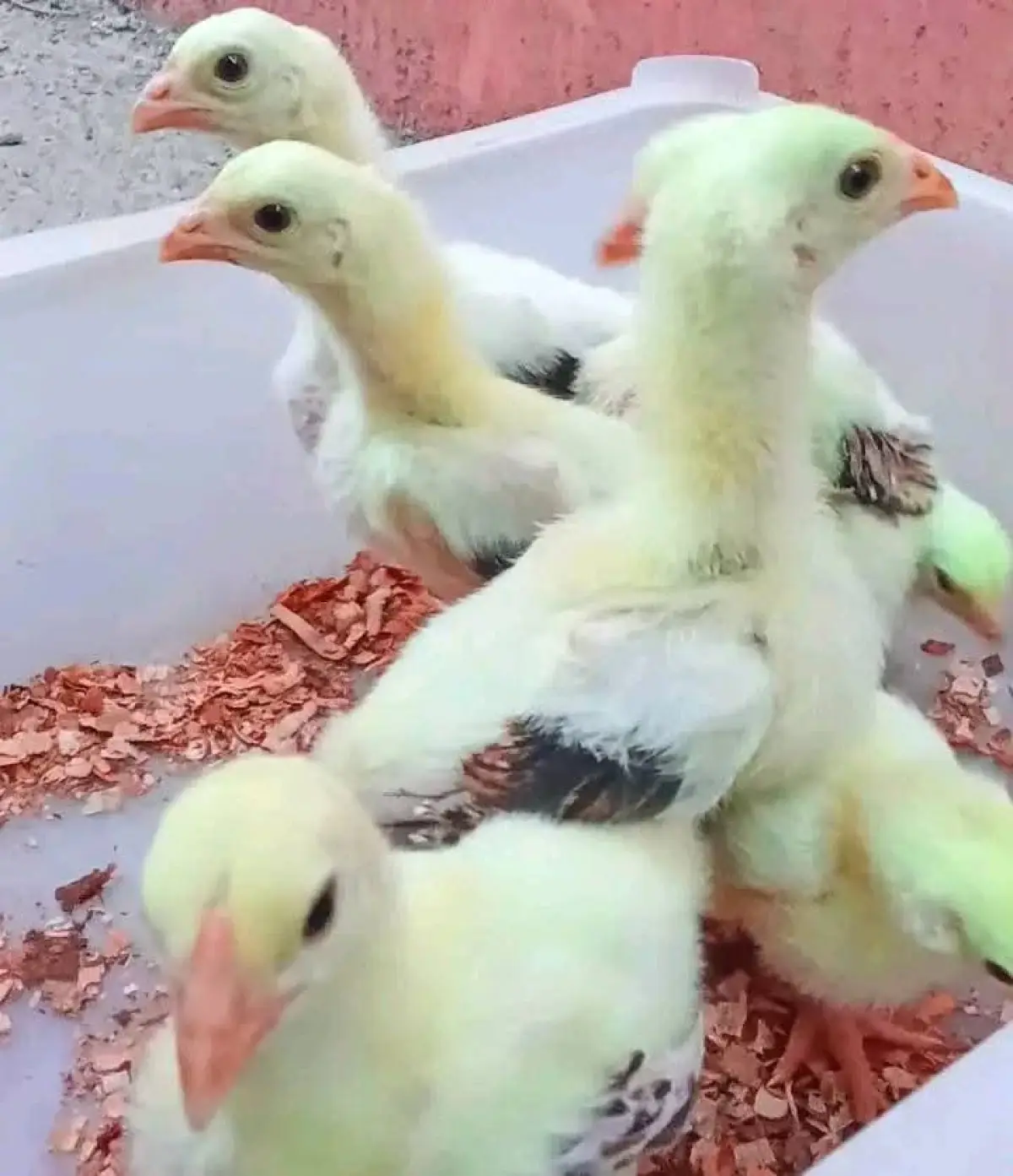 4weeks old foreign dragon chicken for sale - Image 3