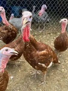 Bourbon Red turkey poults for sale